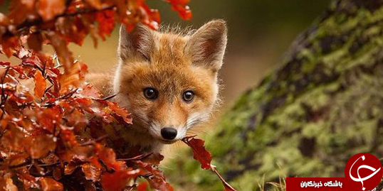 تصاویری از حیوانات در حال لذت بردن از پاییز + عکس