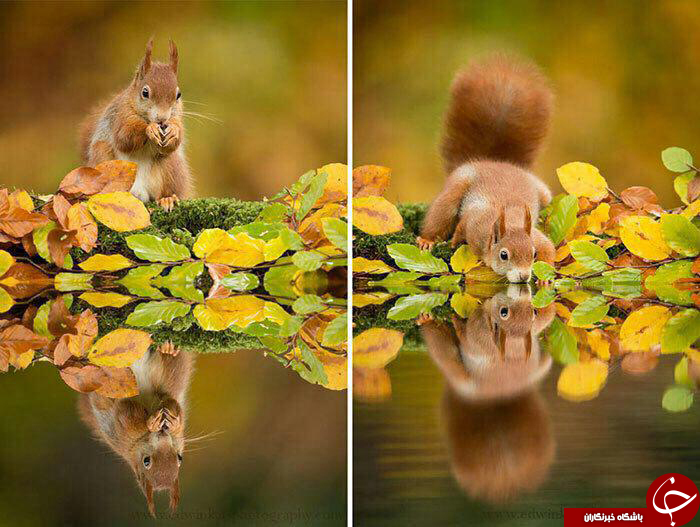 تصاویری از حیوانات در حال لذت بردن از پاییز + عکس