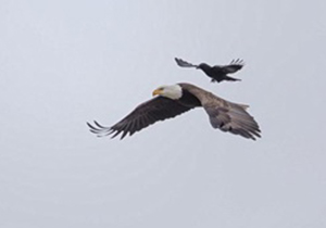 رها سازی یک عقاب صحرایی در منطقه حفاظت شده کرکس نطنز