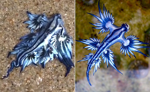 کشف سمی و زیباترین حلزون دریایی در سواحل استرالیا+ تصاویر
