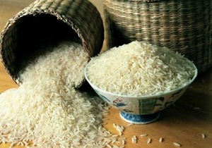 پایان فصل برداشت برنج در استان‌های شمالی