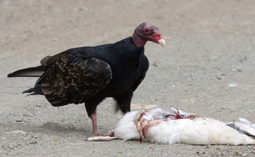 سرسخت ترین پرنده در حیات وحش+ تصاویر