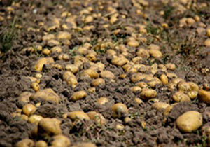 ارزش واقعی سیب‌زمینی‌های خاک شده 14 میلیارد تومان
