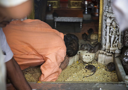 معبد موش‌ها در هندوستان! + تصاویر