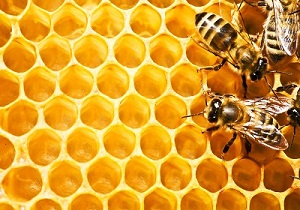 واردات ملکه زنبور عسل ضرورت ندارد/ صنعت زنبورداری نیازمند حمایت