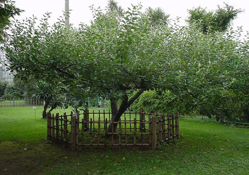 عکس/ درخت سیب نیوتن