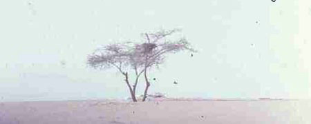 تنها ترین درخت دنیا +تصاویر!