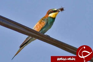 پرنده سبزقبا، بلای جان زنبورستان های خوزستان