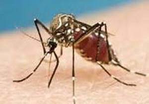 کاهش ابتلا به بیماری مالاریا در هرمزگان