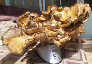 بزرگترین قارچی که تاکنون دیده‌اید! + تصاویر