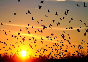 مهاجرت پرندگان از خوزستان