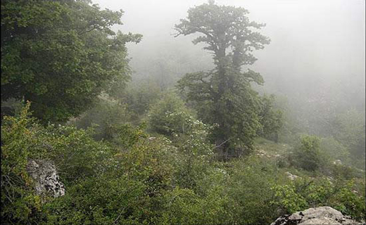 جنگل ابر شاهرود نگینی درخشان+تصاویر