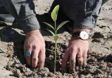 کاشت نهال در 300 هکتار از اراضی پاکسازی شده از مین مهران