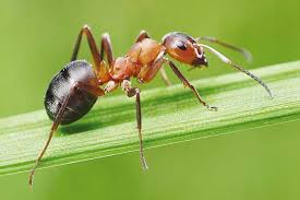 مورچه ها اینگونه باموبایل ارتباط برقرار می کنند +عکس