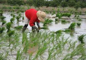 سبز شدن ویلا به جای برنج در اراضی مازندران