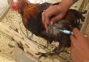 واکسیناسیون پرندگان در بوستان حیات وحش بوئین زهرا