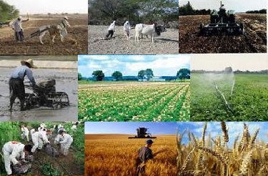 پرداخت 32 میلیارد تومان تسهیلات اشتغال بخش کشاورزی
