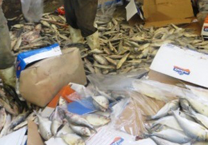 یک و نیم تن ماهی منجمد غیر بهداشتی معدوم شد