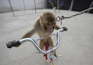 میمون دوچرخه دزد + فیلم