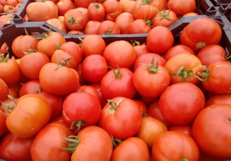 ۱۱هزار تن محصول از گوجه‌کاران استان بوشهر خریداری شد