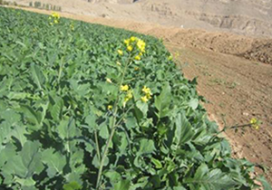 گل دادن مزارع کلزا در فارس