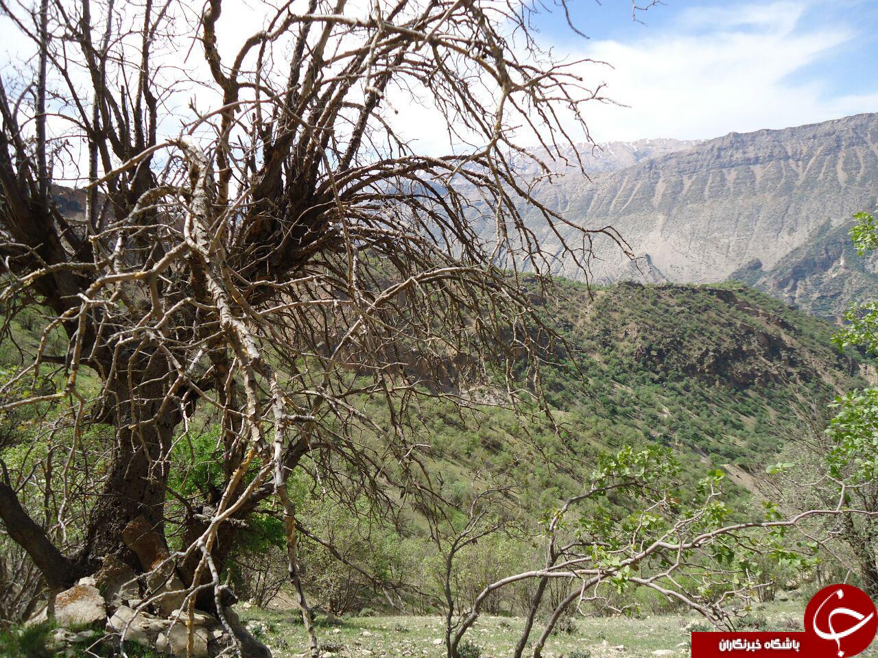 خشک شدن درختان در روستای ساطح + تصاویر