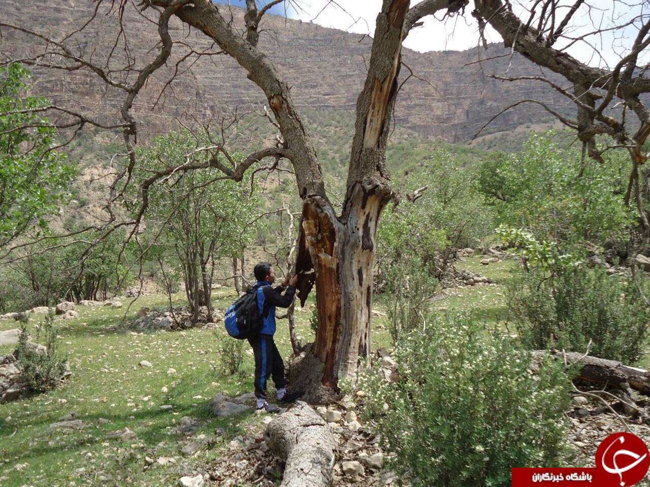خشک شدن درختان در روستای ساطح + تصاویر