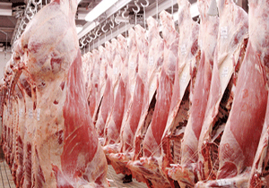 افزایش تولید گوشت قرمز عشایر خراسان شمالی