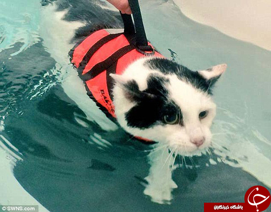گربه عاشق شنا +تصاویر