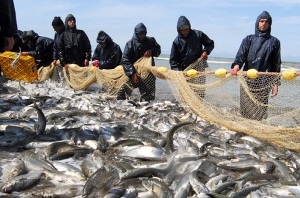 صید بیش از 400 تن ماهی استخوانی از دریا