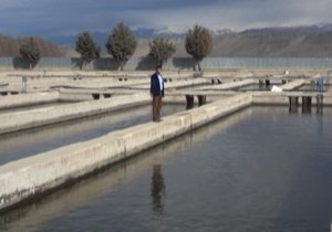 تنها مرکز اصلاح نژاد ماهیان سردابی کشور در یاسوج + فیلم