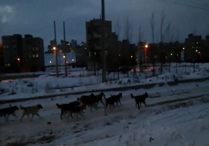 جولان سگ‌های ولگرد در شهرک ساحلی اردبیل + فیلم