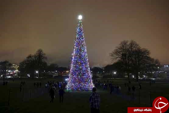 باشکوه ترین درختان کریسمس در جهان+ عکس