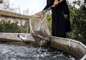 صیدبیش از 58 تن ماهی سردآبی وگرمابی در سیرجان