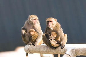 معامله میمون‌های ممنوعه در ایران