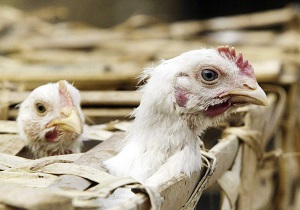 مشکل مالی برای سرکوب آنفلوآنزای مرغی نداریم/ معدوم‌سازی 6 میلیون قطعه پرنده در کشور