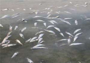 نشت آلودگی های نفتی عامل مرگ آبزیان رودخانه دز