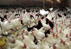 تولید سالیانه 4 هزار تن گوشت سفید در استان