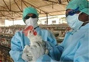 اقدام جدی شهرستان خوسف در مقابل آنفلونزای فوق حاد پرندگان