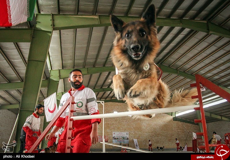 تهران ۱۲.۸۰۰.۰۰۰ نفری چه تعداد «سگ نجات» نیاز دارد؟