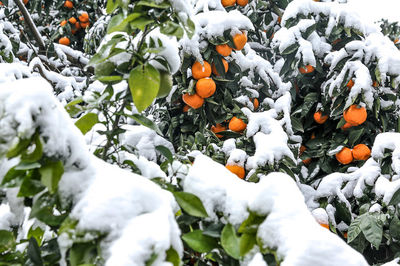 معادله پرتقال‌های یخ زده،همچنان لاینحل/وعده کمک به باغداران و جلوگیری از توزیع در بازار پوچ بود؟