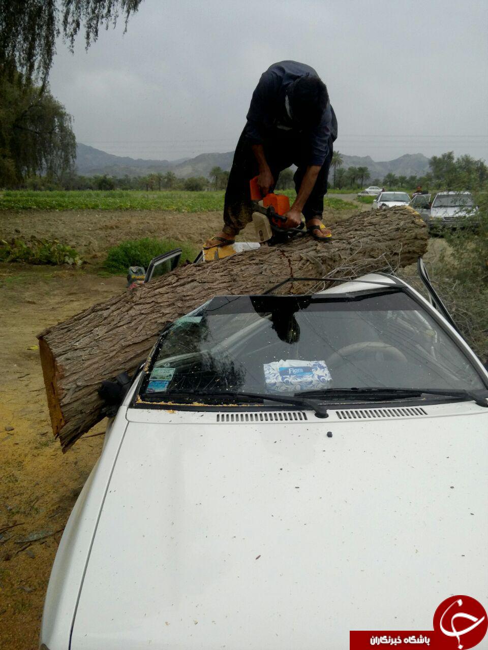 افتادن درخت روی خودرو بر اثر طوفان شدید  + فیلم و تصاویر