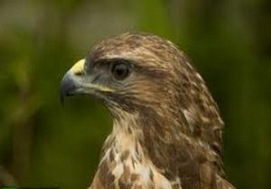 رهاسازی یک بهله پرنده شکاری سارگپه در زیستگاه طبیعی