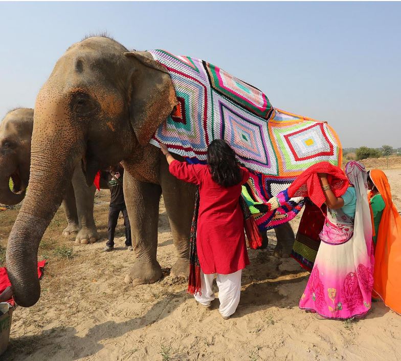 اقدام جالب زنان هندی برای حفاظت از فیلها در برابر سرما+تصاویر