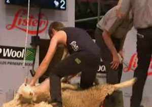 مسابقه پشم چینی گوسفندان در نیوزیلند + فیلم