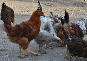 شناسایی 3 کانون آنفولانزای فوق حاد/عدم مشاهده این بیماری در مرغداری ها