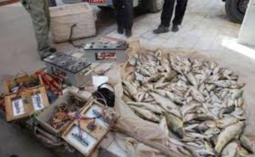 دستگیری قاتلان ماهی در پیرانشهر