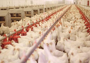 تولید 500 تن مرغ بدون آنتی بیوتیک طی ده ماهه امسال در کرمانشاه