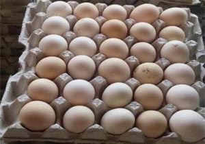 ضبط بیش از 1/5 تن تخم مرغ فاقد هویت