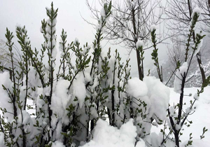 برف و سرما در راه مازندران است